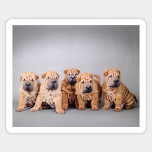 Chinese Shar pei puppies portrait Magnet